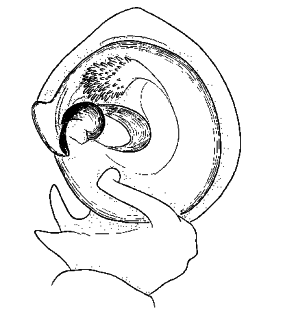 speciesimage