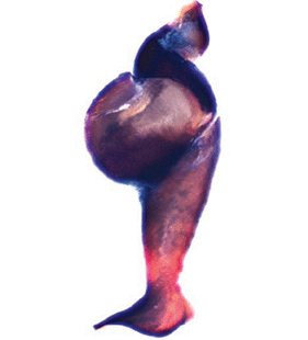 speciesimage