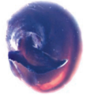 speciesimage
