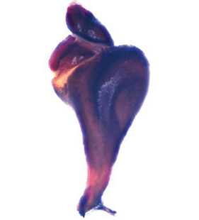 speciesimage