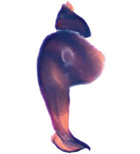 speciesimage