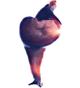 speciesimage
