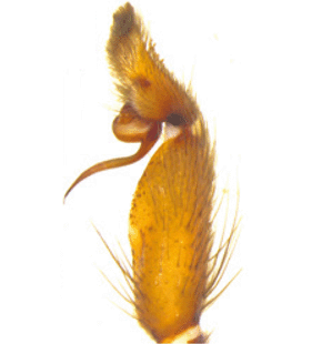 speciesimage