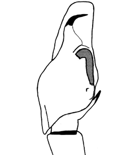 speciesimage