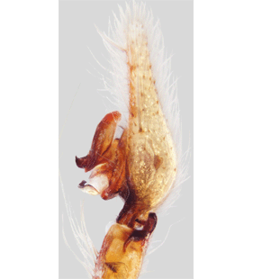 speciesimage