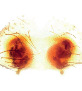 speciesimage