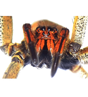 speciesimage