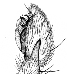 speciesimage