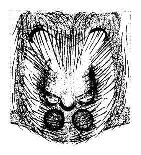 speciesimage