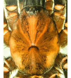 speciesimage