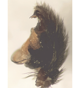 speciesimage
