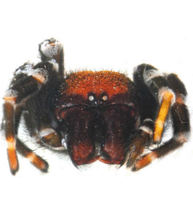 speciesimage