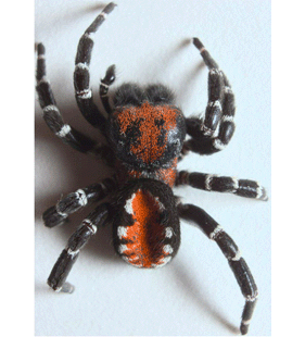speciesimage