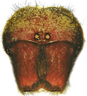 speciesimage