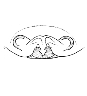speciesimage