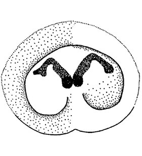 speciesimage