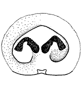 speciesimage