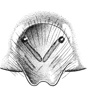 speciesimage