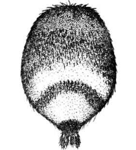 speciesimage
