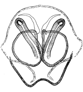 speciesimage