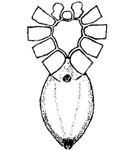 speciesimage