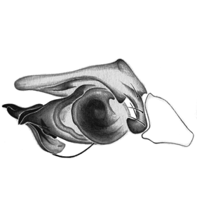 speciesimage