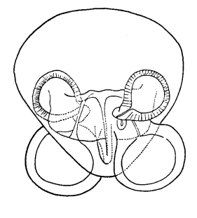 speciesimage