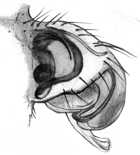 speciesimage