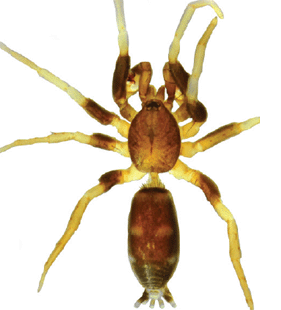 speciesimage