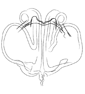 speciesimage