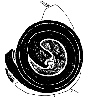 speciesimage