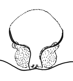speciesimage