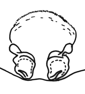 speciesimage