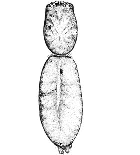 speciesimage