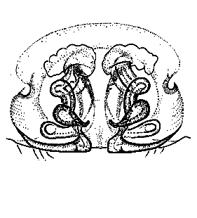 speciesimage