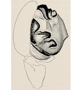 speciesimage