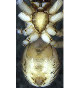 speciesimage
