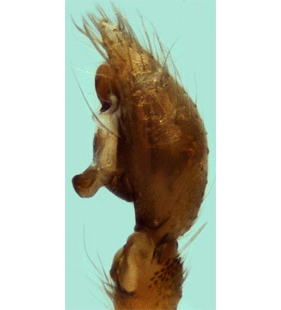 speciesimage