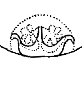 speciesimage