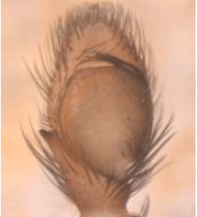 species