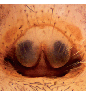 species