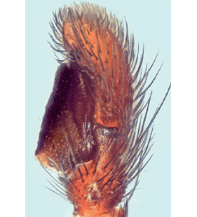species