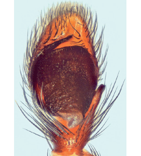 species