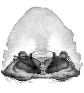 speciesimage