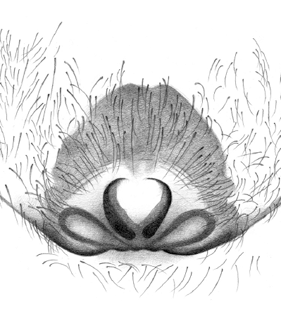 speciesimage