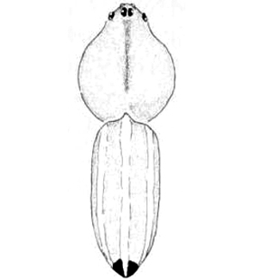 speciesimage