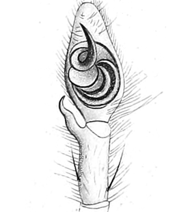 speciesimage