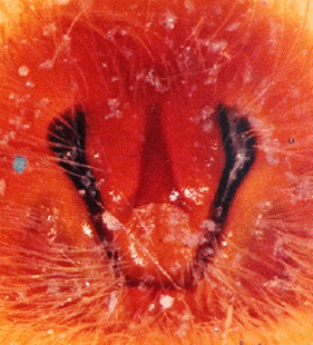 speciesimage