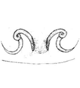 speciesimage