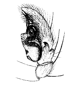 speciesimage